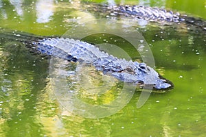 A medium sized crocodile resting on the water surface.