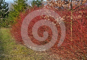 A medium sized deciduous shrub with probably the most intensely red-colored winter stems of all Cornus. bare branches in a dense b