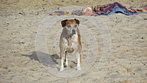 A medium sized dog stands on a beach