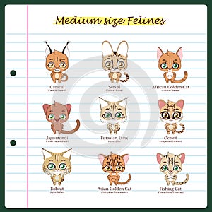 Medium sized feline illustrations with regular and scientific na photo