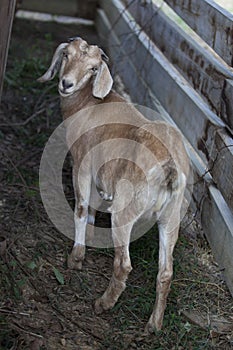 Medium sized goat in barn stable