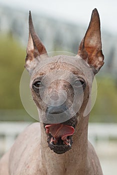 Portrait with tongue dog breed Peruvian Hairless Dog Peruvian Inca Orchid, Hairless Inca Dog, Viringo, Calato, Mexican Hairless photo