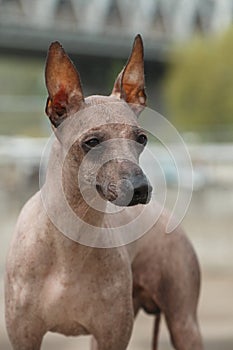 Portrait of a dog breed Peruvian Hairless Dog Inca Peruvian Orchid, Inca Hairless Dog, Virigo, Calato, Mexican Hairless Dog photo