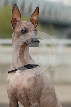 Portrait of a dog breed Peruvian Hairless Dog Inca Peruvian Orchid, Inca Hairless Dog, Virigo, Calato, Mexican Hairless Dog photo