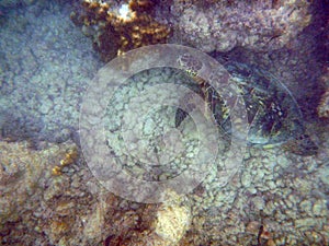 Medium sized Hawaiian Sea Turtle swims above coral rocks the waters of Waikiki
