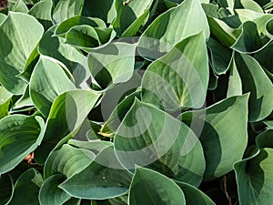 Medium-sized hosta \'Blue cadet\' growing in garden with regular clumps of leaves