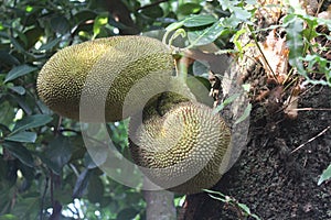 medium sized jackfruit hanging on the tree