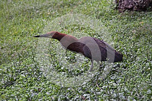 A medium sized Rufescent tiger Heron