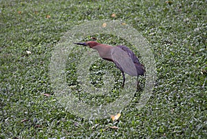 A medium sized Rufescent tiger Heron