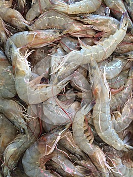 Medium-sized shrimp paste together in a pan.