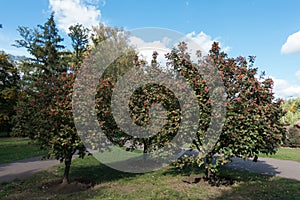 Medium sized Sorbus aria trees with berries photo