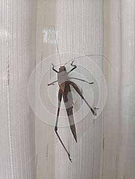 A medium sized species of grasshopper in monotypic genus locustana, stranded in mosque