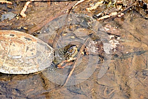 Turtle river of medium size in the water. photo