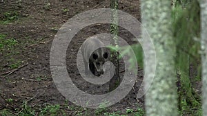 Medium-sized wild boar walks through the forest, smelling the ground