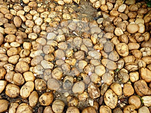 Medium smooth waterworn pebbles stones