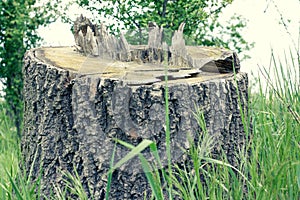 A medium to large tree stump after a tree was cut down in the park. The stump is surrounded by green grass and green bushes and