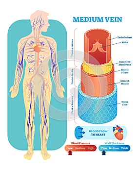 Medium vein anatomical vector illustration cross section. Circulatory system blood vessel diagram scheme.Educational information.