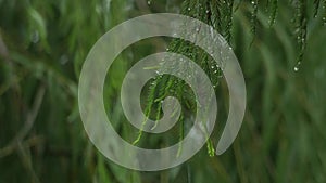 Medium wide shot of pine tree leaves wet with raindrops