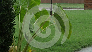 Medium wide side view shot of elephant ears in the rain