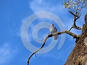 Speckled Pigeon photo