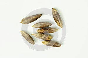 Medjool dates seeds from above isolated on white background. Top view