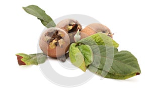 Medlar photo