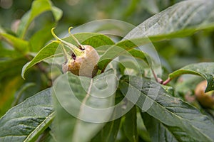 the Medlar fruit Mespilus germanica on a branch