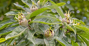 The Medlar fruit Mespilus germanica on a branch