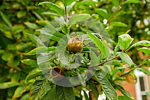 Medlar Fruit ripening on tree