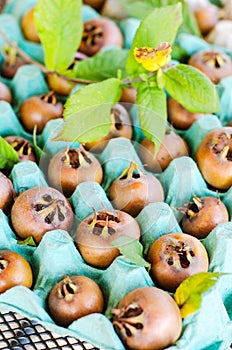 Medlar fruits photo