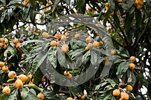 Medlar, loquat, Eriobotrya japonica tree with fruits