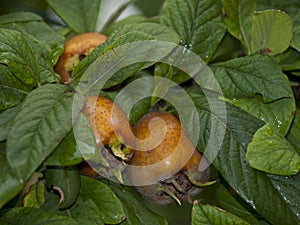 Medlar-Mespilus germanica