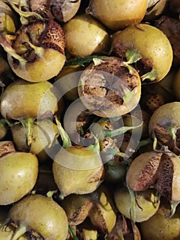 Medlar old fashioned fruit crop