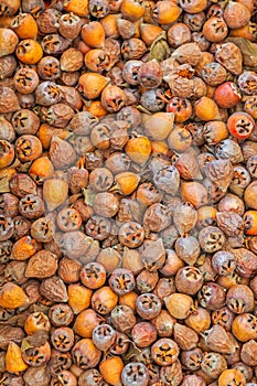 Medlar Pome Fruit