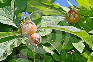 Medlar - rare fruit with excellent taste