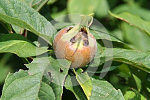 Medlar - rare fruit with excellent taste