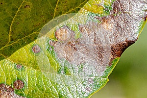 Medlar scab