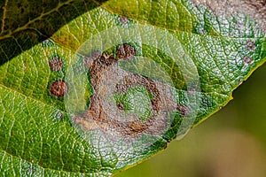 Medlar scab photo