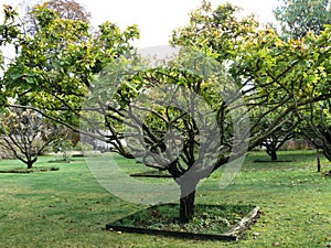 Medlar tree in a garden in Touraine photo