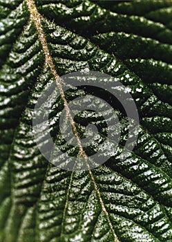 Medlar tree leaf