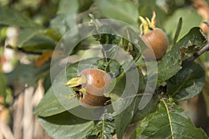 Medlars on a tree. Healthy fruit