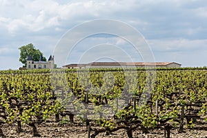 Medoc, France. Vineyards and castle in Margaux