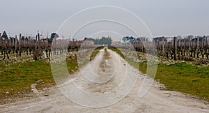 Medoc vineyard Bordeaux France