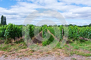 Medoc vineyard in the Bordeaux region of France