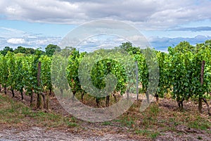 Medoc vineyard in the Bordeaux region of France