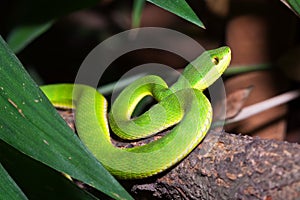 Medoggreenpit-viper crawl on a trunk