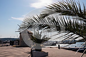 Medulin - Leaf of palm tree in front of windmill landmark at idyllic port of coastal town Medulin, Istria peninsula, Croatia