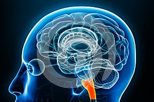 Medulla oblongata x-ray profile close-up view 3D rendering illustration with body contours. Human brain stem or brainstem anatomy