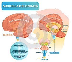 Medulla oblongata vector illustration. Labeled diagram with ventral view. photo