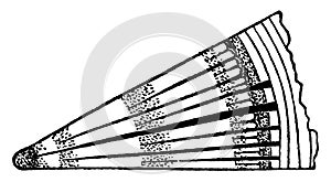 Medullary Rays vintage illustration